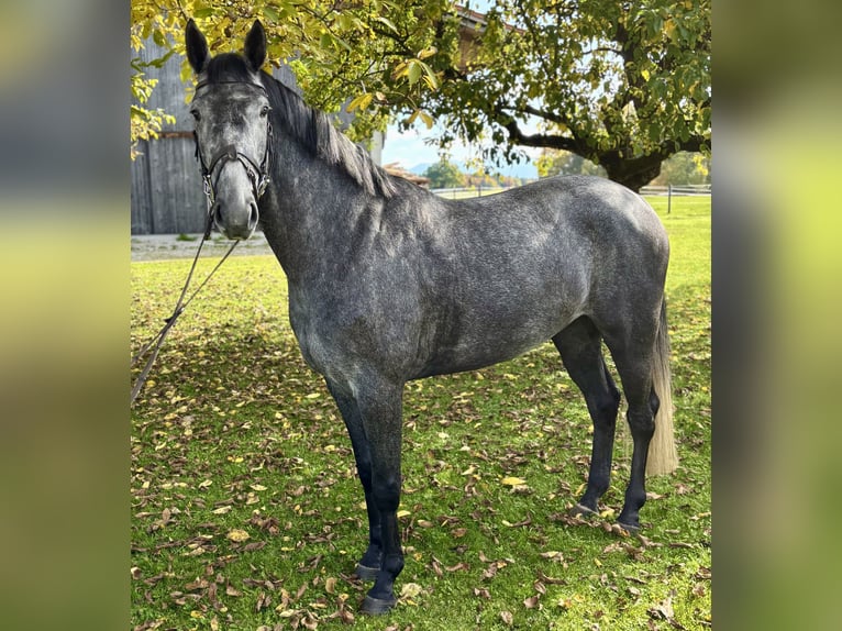 Hannover Castrone 4 Anni 165 cm Grigio pezzato in Eberfing
