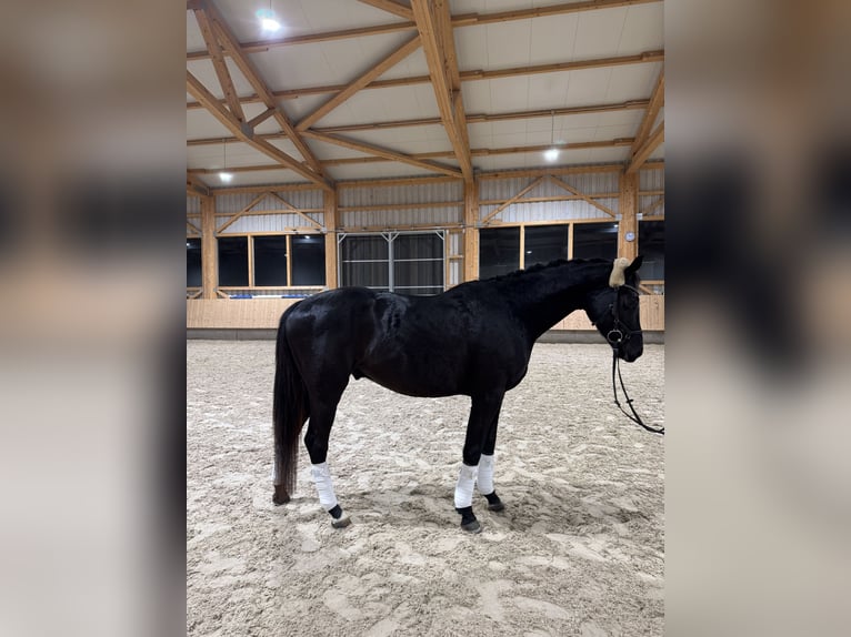 Hannover Castrone 4 Anni 165 cm Morello in Tübingen