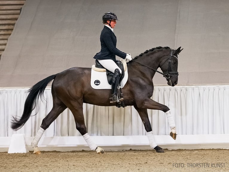 Hannover Castrone 4 Anni 165 cm Morello in Verden