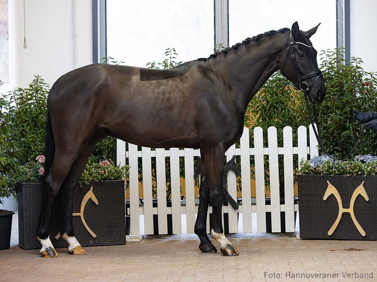 Hannover Castrone 4 Anni 165 cm Morello in Verden
