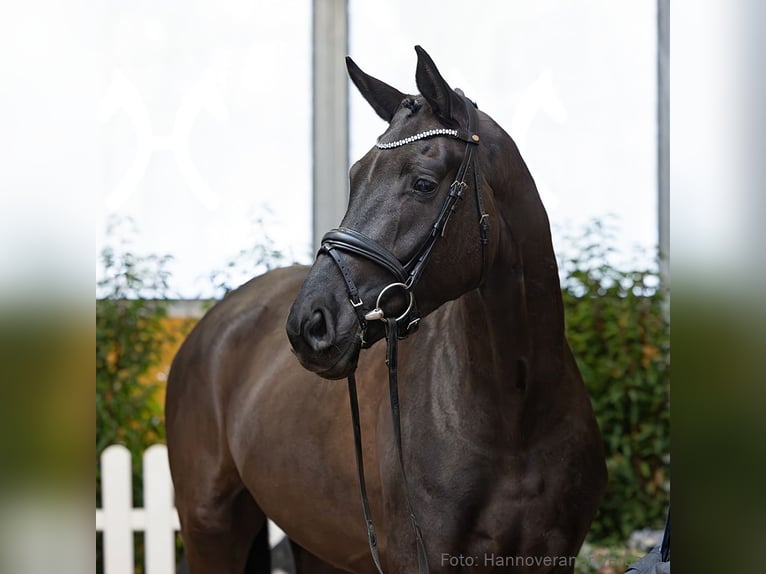 Hannover Castrone 4 Anni 165 cm Morello in Verden