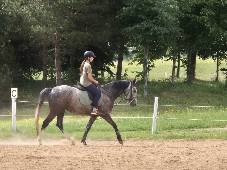 Hannover Castrone 4 Anni 165 cm Può diventare grigio in Telšiai, Lithuania