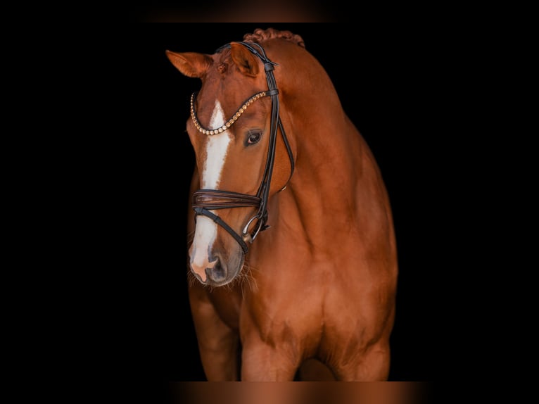 Hannover Castrone 4 Anni 165 cm Sauro in Wehringen