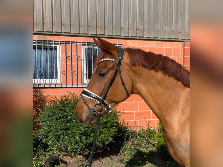 Hannover Castrone 4 Anni 165 cm Sauro in Hepstedt