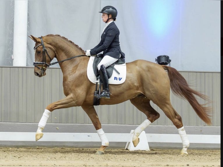 Hannover Castrone 4 Anni 165 cm Sauro in Coin