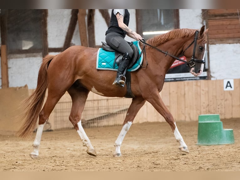 Hannover Castrone 4 Anni 165 cm Sauro in Borken
