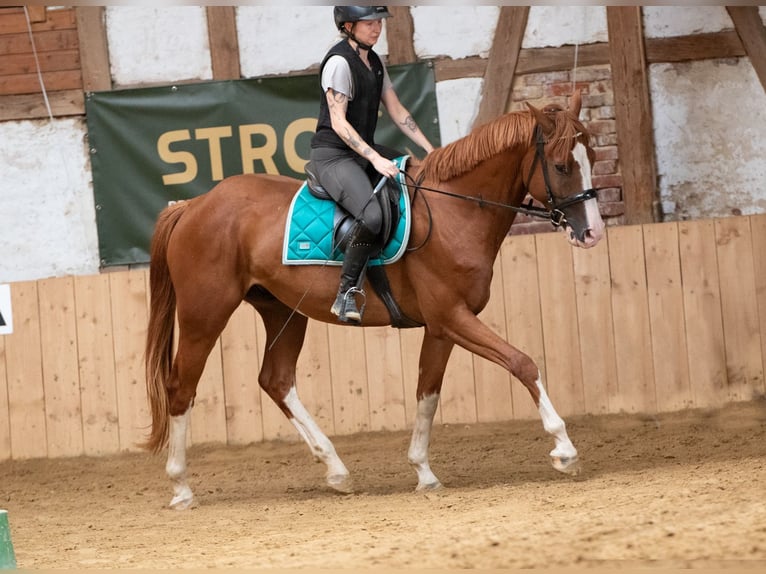 Hannover Castrone 4 Anni 165 cm Sauro in Borken