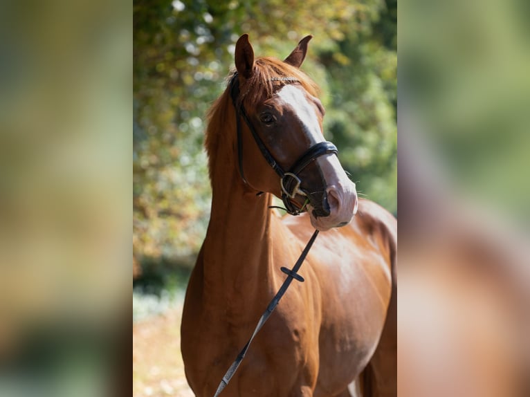 Hannover Castrone 4 Anni 165 cm Sauro in Borken