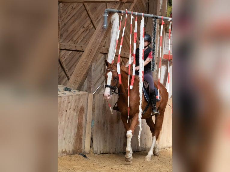 Hannover Castrone 4 Anni 165 cm Sauro in Borken
