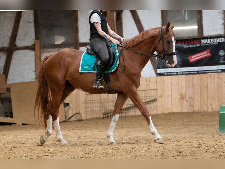Hannover Castrone 4 Anni 165 cm Sauro in Borken