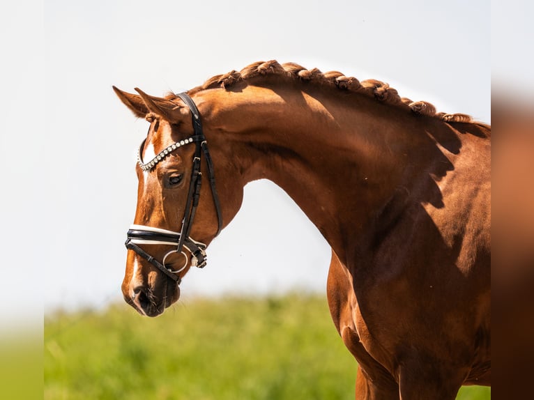 Hannover Castrone 4 Anni 165 cm Sauro scuro in Gleichen