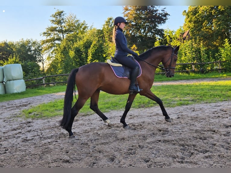 Hannover Castrone 4 Anni 166 cm Baio in Osterbruch
