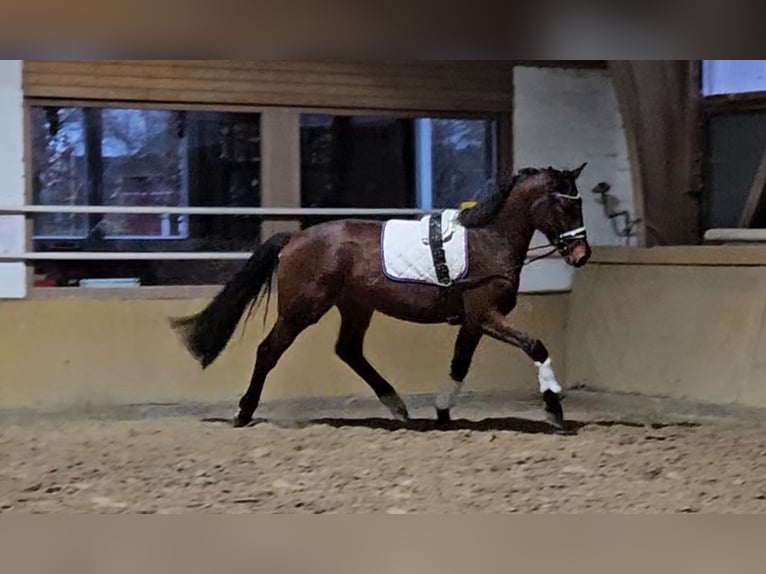 Hannover Castrone 4 Anni 166 cm Baio in Osterbruch