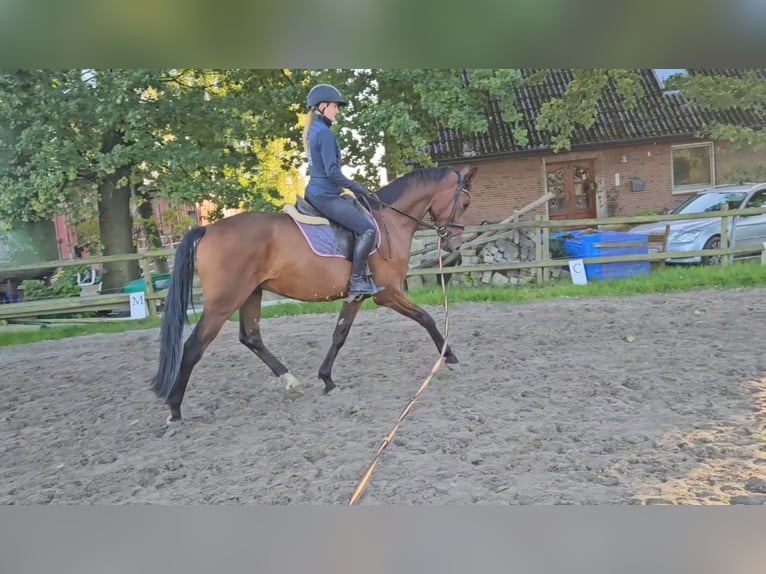 Hannover Castrone 4 Anni 166 cm Baio in Osterbruch
