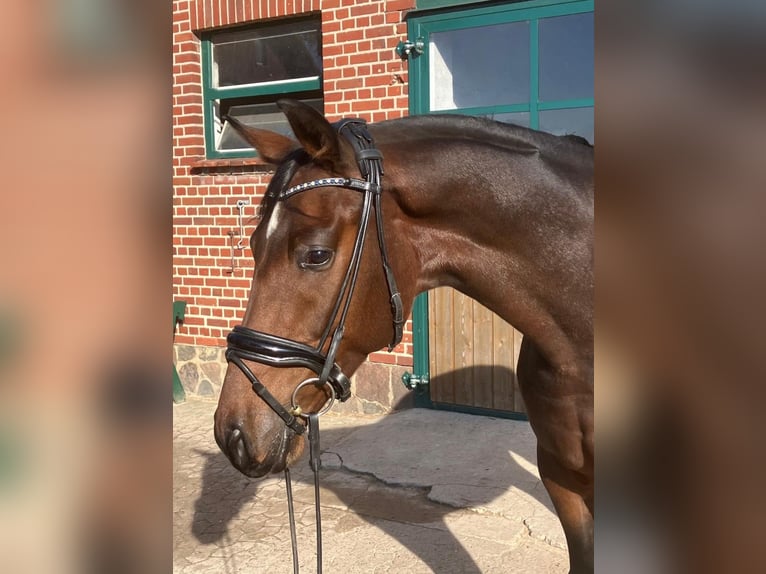 Hannover Castrone 4 Anni 166 cm Baio in Hemslingen