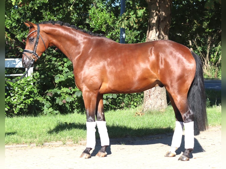Hannover Castrone 4 Anni 166 cm Baio in Selsingen
