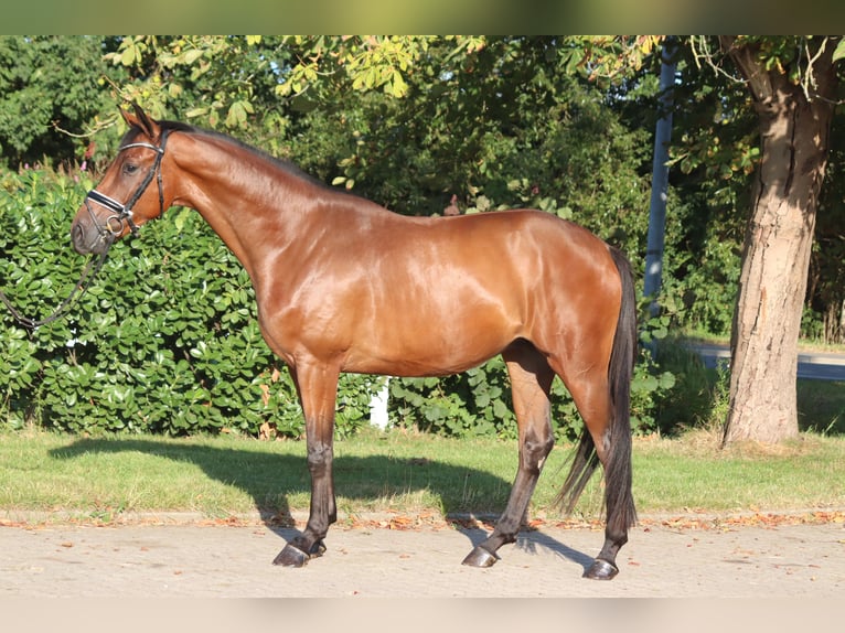 Hannover Castrone 4 Anni 166 cm Baio in Selsingen