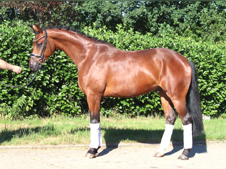 Hannover Castrone 4 Anni 166 cm Baio in Selsingen