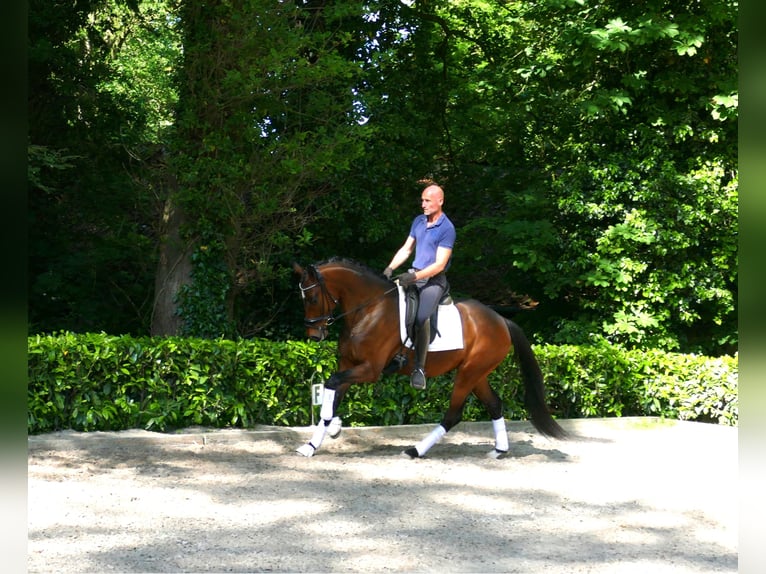 Hannover Castrone 4 Anni 166 cm Baio in Hemslingen