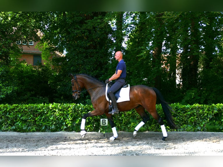 Hannover Castrone 4 Anni 166 cm Baio in Hemslingen