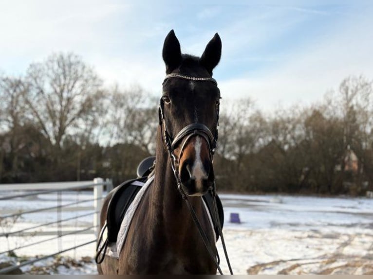 Hannover Castrone 4 Anni 166 cm Baio scuro in Verden (Aller)