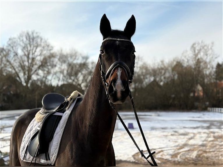 Hannover Castrone 4 Anni 166 cm Baio scuro in Verden (Aller)