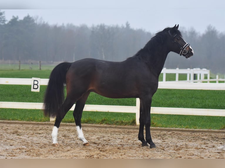 Hannover Castrone 4 Anni 166 cm Baio scuro in Bremervörde