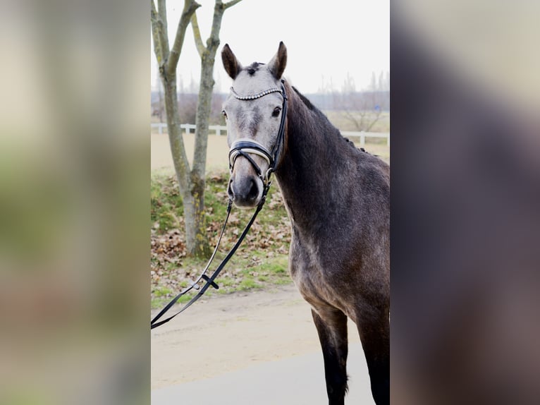 Hannover Castrone 4 Anni 166 cm Grigio in Ph&#xF6;ben