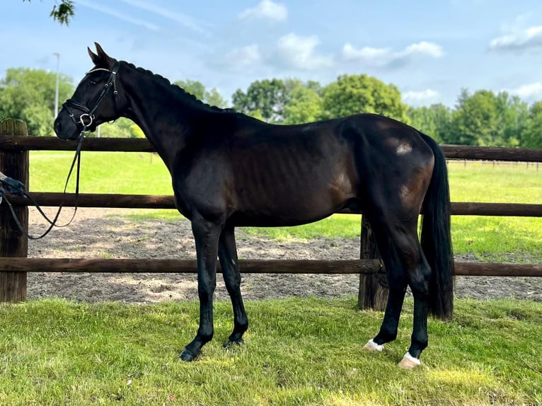 Hannover Castrone 4 Anni 166 cm Morello in Brest