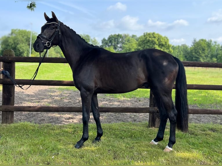 Hannover Castrone 4 Anni 166 cm Morello in Brest