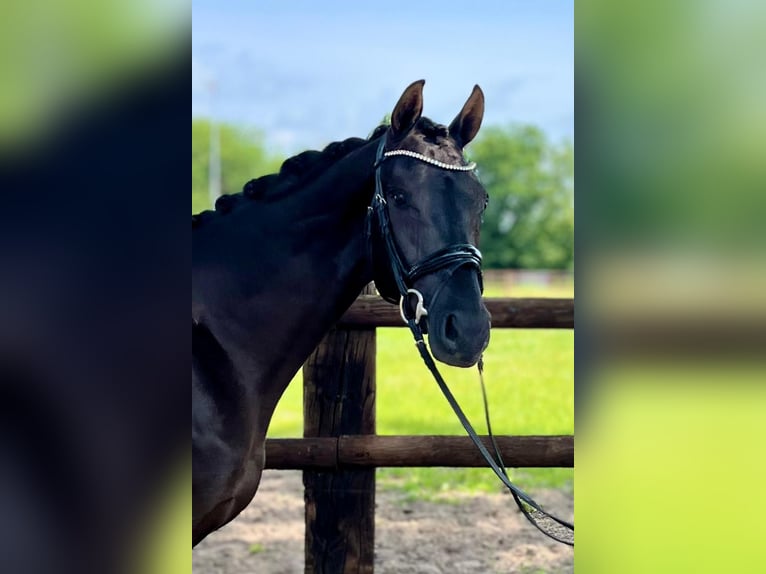 Hannover Castrone 4 Anni 166 cm Morello in Brest