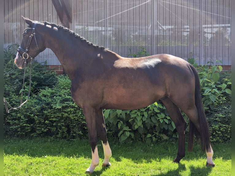 Hannover Castrone 4 Anni 166 cm Morello in Wechold