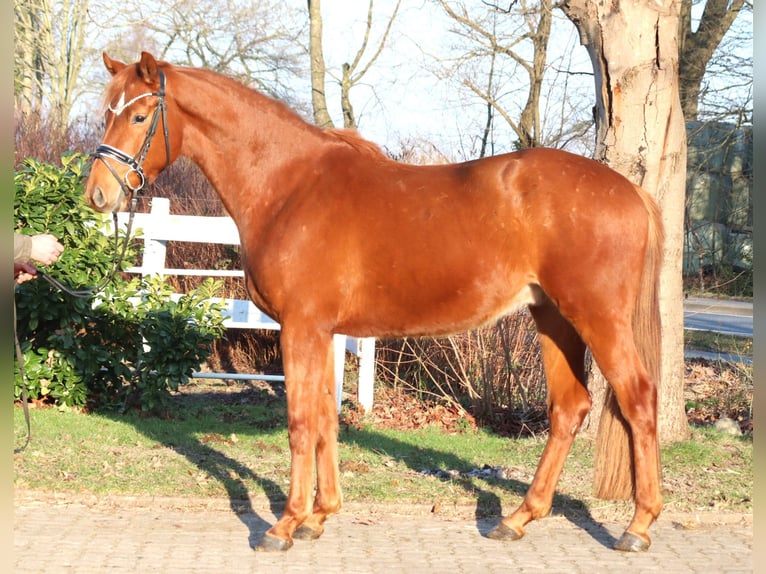 Hannover Castrone 4 Anni 166 cm Sauro in Selsingen