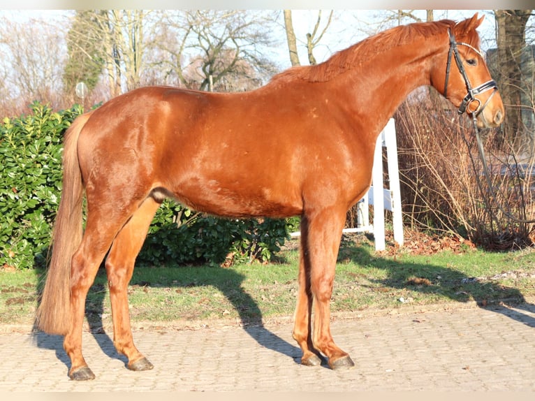 Hannover Castrone 4 Anni 166 cm Sauro in Selsingen