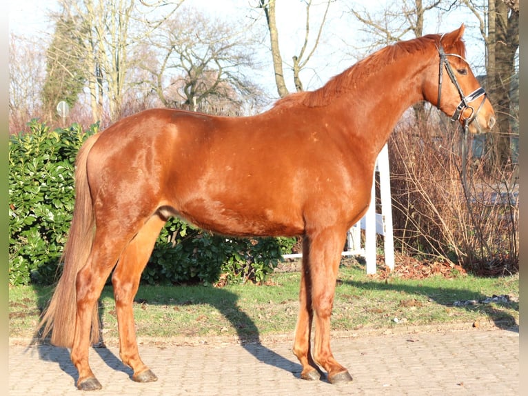 Hannover Castrone 4 Anni 166 cm Sauro in Selsingen
