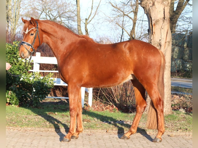 Hannover Castrone 4 Anni 166 cm Sauro in Selsingen