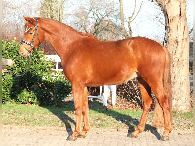 Hannover Castrone 4 Anni 166 cm Sauro in Selsingen