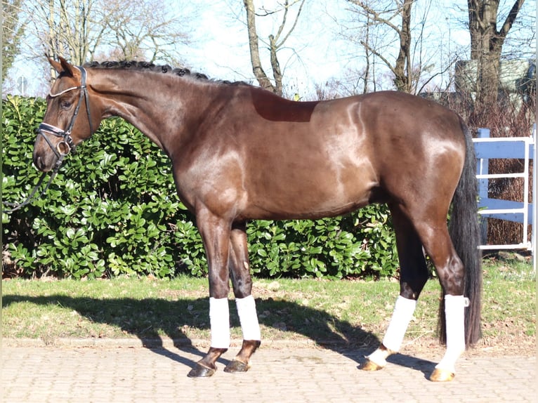 Hannover Castrone 4 Anni 166 cm Sauro scuro in Selsingen