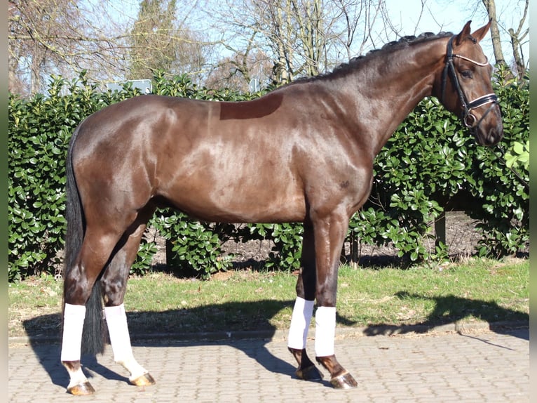 Hannover Castrone 4 Anni 166 cm Sauro scuro in Selsingen