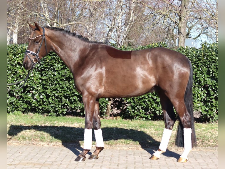 Hannover Castrone 4 Anni 166 cm Sauro scuro in Selsingen