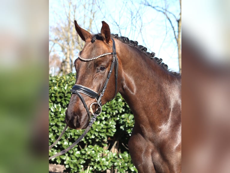 Hannover Castrone 4 Anni 166 cm Sauro scuro in Selsingen