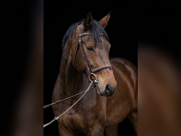 Hannover Castrone 4 Anni 167 cm Baio in Heidesee