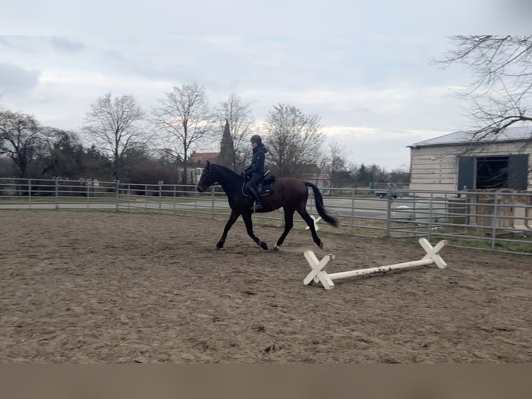 Hannover Castrone 4 Anni 167 cm Baio in Heidesee