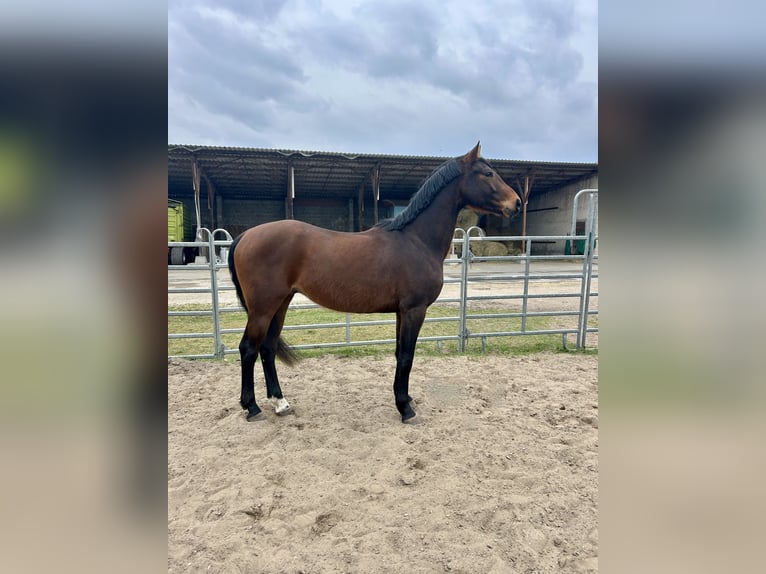 Hannover Castrone 4 Anni 167 cm Baio in Heidesee