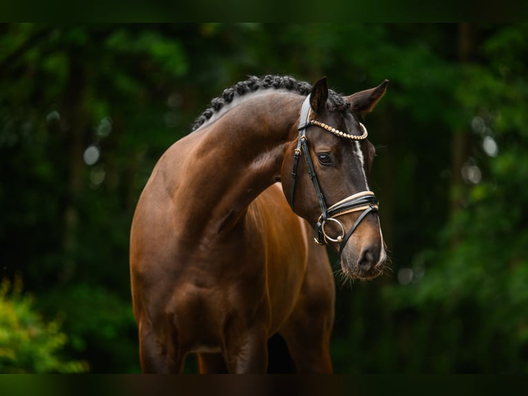 Hannover Castrone 4 Anni 167 cm Baio in Wehringen