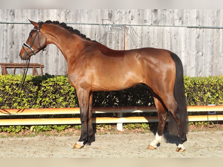 Hannover Castrone 4 Anni 167 cm Baio in Reeßum