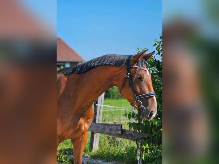 Hannover Castrone 4 Anni 167 cm Baio in Dießen am Ammersee