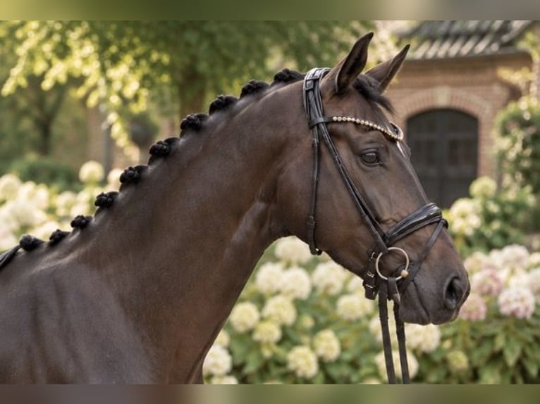 Hannover Castrone 4 Anni 167 cm Baio in Wentorf bei Hamburg