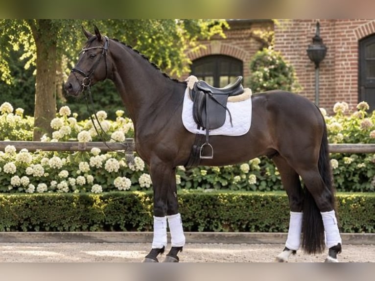 Hannover Castrone 4 Anni 167 cm Baio in Wentorf bei Hamburg