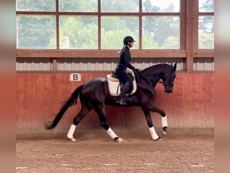 Hannover Castrone 4 Anni 167 cm Baio in Wentorf bei Hamburg